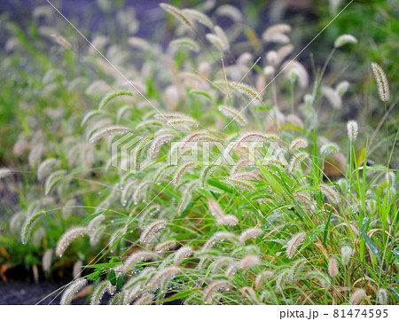 花 植物 エノコログサ 猫じゃらしの写真素材