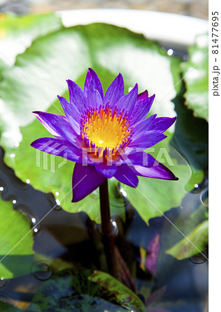 花 水辺 水生植物 紫色の写真素材