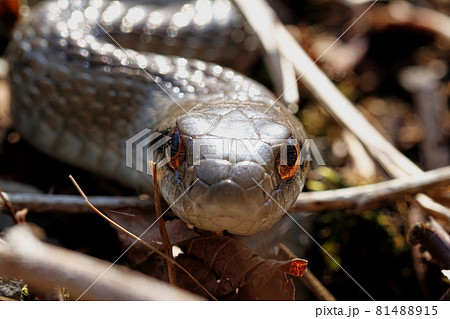 ヘビ 蛇 の写真素材集 ピクスタ
