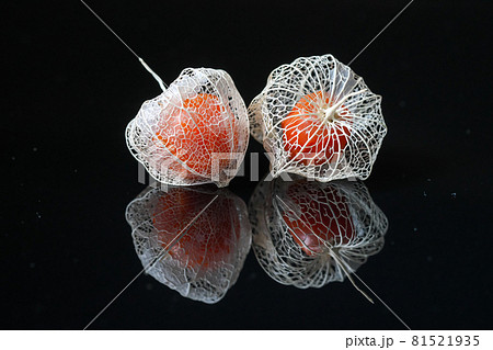 黒鬼灯 ほおずきの写真素材