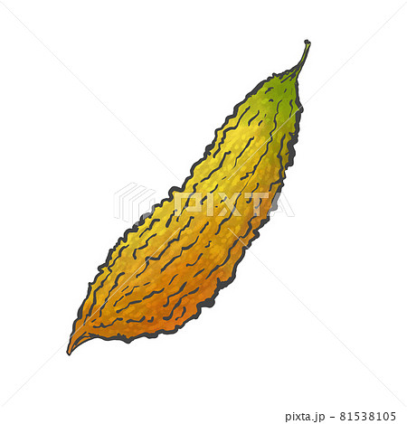 ゴーヤのイラスト素材集 ピクスタ ゴーヤのイラスト素材集 ピクスタ