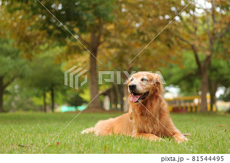 アメリカンゴールデンレトリバーの写真素材