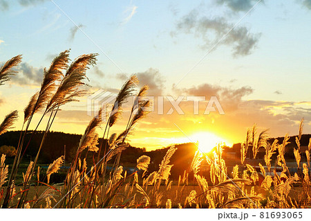 夕日 ススキ 夕焼け すすきの写真素材 - PIXTA
