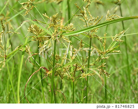 花 植物 雑草 ハマスゲの写真素材