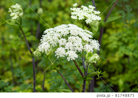 コウホン セリ科 セリ科 コウホン 花の写真素材