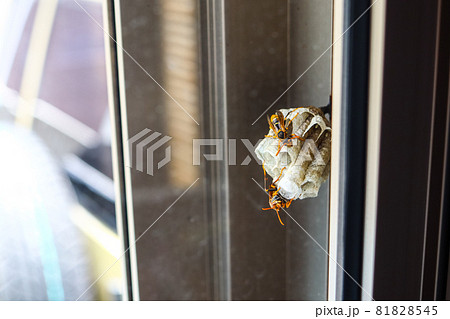 蜂の巣の写真素材 - PIXTA