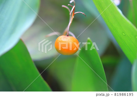 すずらんの実の写真素材