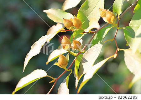 沙羅双樹の実の写真素材 - PIXTA