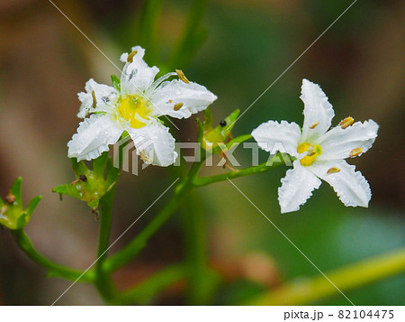 イワイチョウ 岩銀杏 高山植物 白い花の写真素材