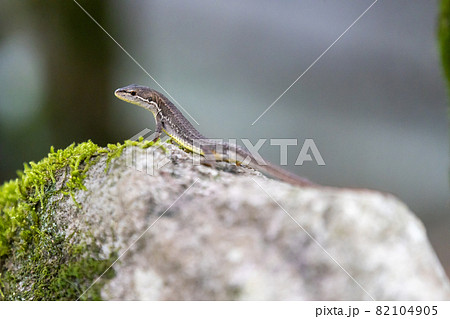 トカゲ岩の写真素材