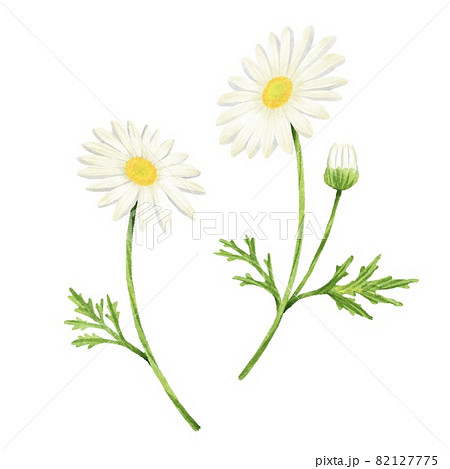 マーガレット かわいいのイラスト素材
