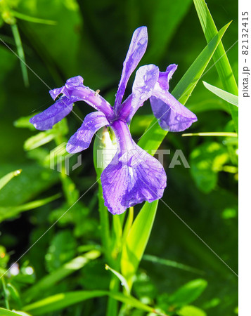 尾瀬 花 夏 アヤメの写真素材