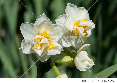 八重の水仙の写真素材