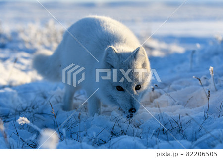ツンドラ気候の写真素材