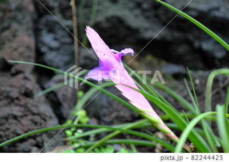 ハナアナナス 花 植物 紫色の写真素材