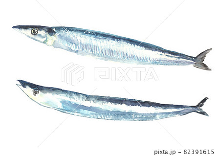 サンマ 魚 手書き さんまのイラスト素材