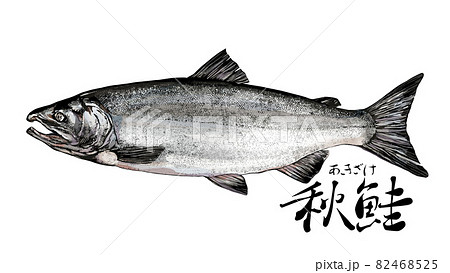 しゃけのイラスト素材