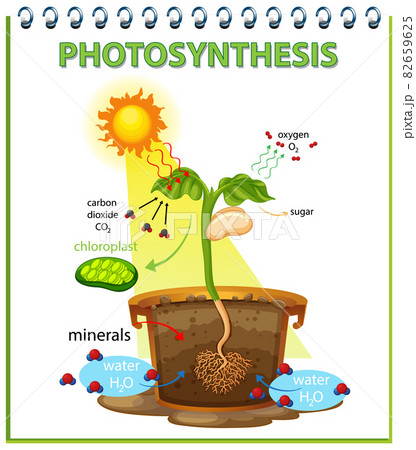 光合成のイラスト素材