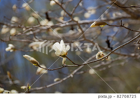 こぶし 北こぶし 花 モクレンの写真素材