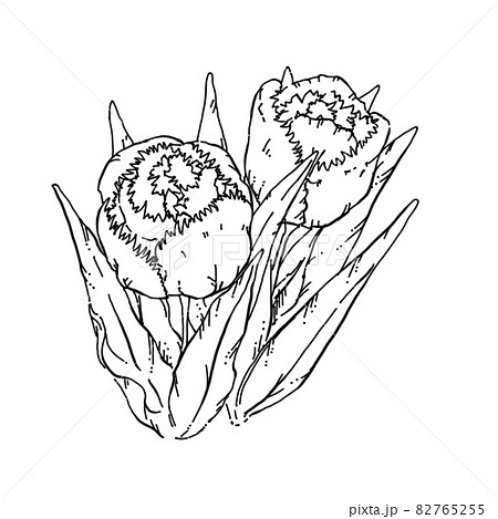 チューリップ モノクロ 線画 植物のイラスト素材