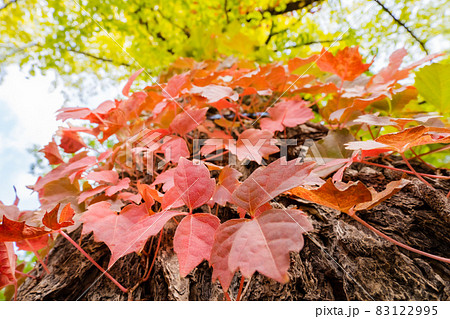 蔦紅葉の写真素材 - PIXTA