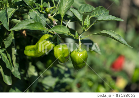 ピーマン畑 栽培の写真素材