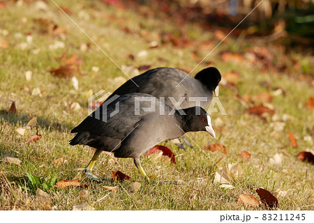 かわいい 鳥 足 鳥類の写真素材