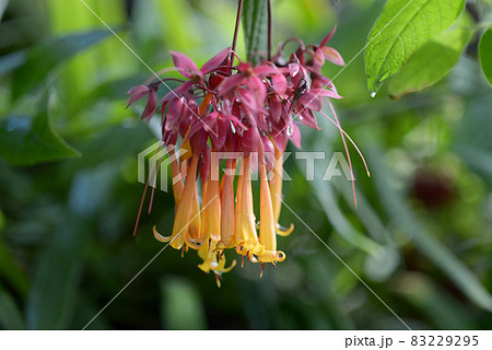 下向きに咲く花の写真素材