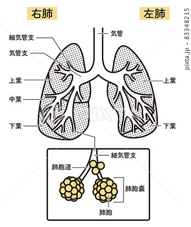 肺のイラスト素材