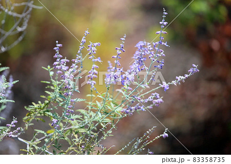 植物 花 紫色 小花の写真素材