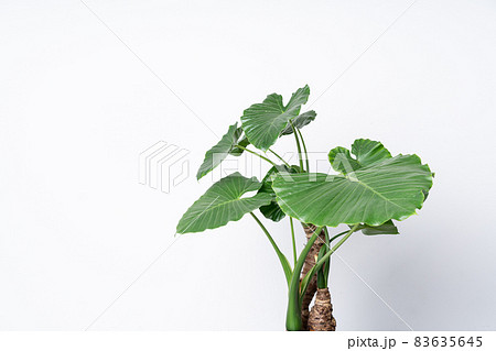 サトイモ 里芋 葉 葉っぱの写真素材