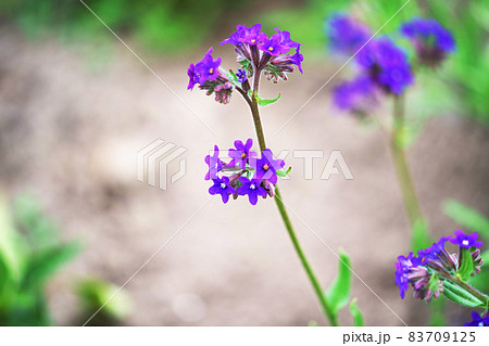 植物 花 紫色 小花の写真素材
