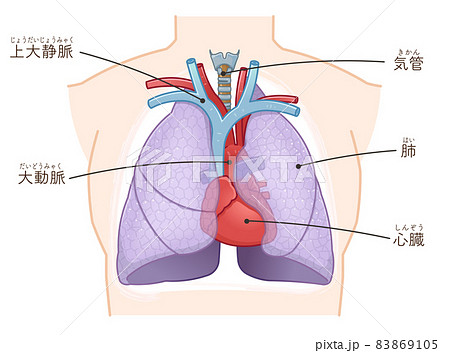心臓解剖図のイラスト素材