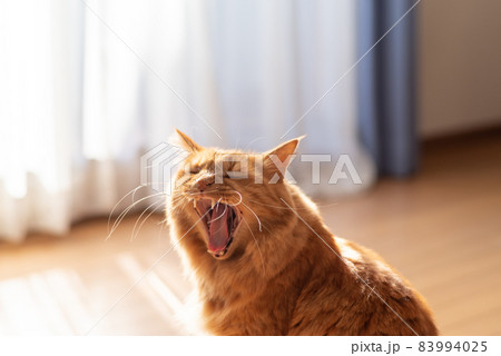 あくびねこページ あくび中の猫の写真素材 - PIXTA
