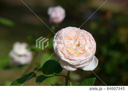 セシリア 花の写真素材