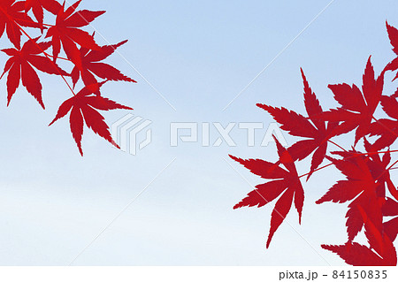 葉 もみじ 楓 紅葉のイラスト素材