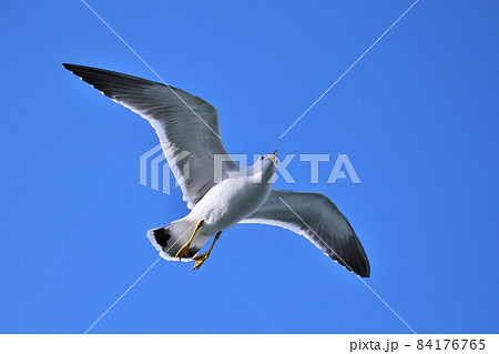 とぶ とり 飛ぶ 鳥の写真素材 - PIXTA