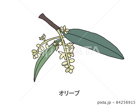 オリーブ 花 県花 香川県の写真素材 オリーブ 花 県花 香川県の写真素材
