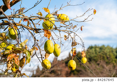 西洋かりんの写真素材