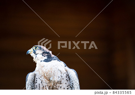 ハヤブサ 自然 鳥 かっこいいの写真素材