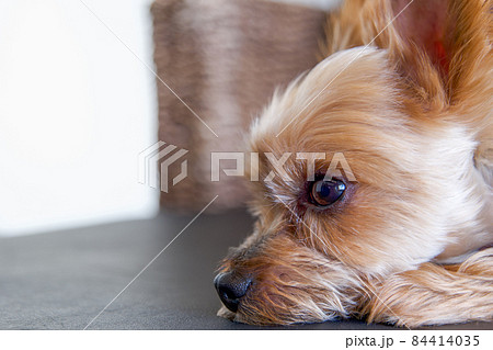 ヨークシャーテリア 子犬 犬 伏せの写真素材 - PIXTA