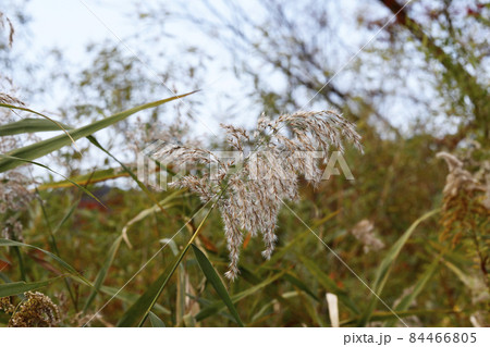 芦 植物 花 アシの写真素材