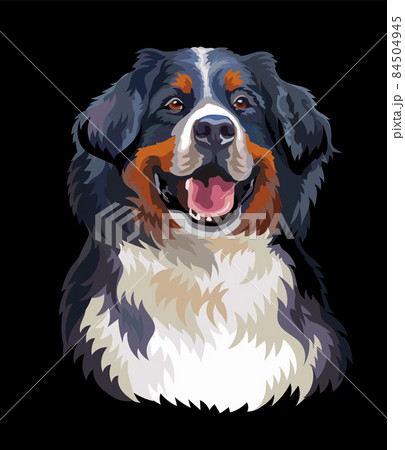 バーニーズマウンテンドッグのイラスト素材