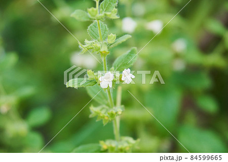 レモンバーム 花の写真素材