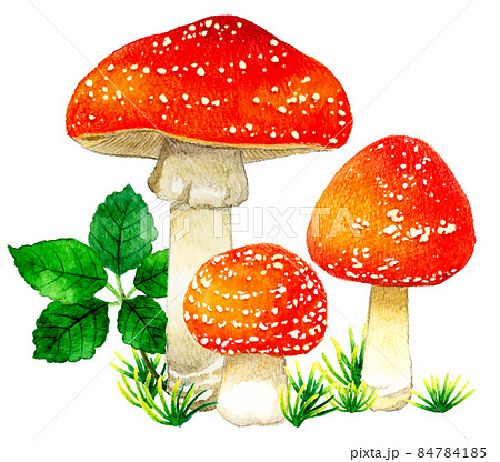 きのこのイラスト素材集 ピクスタ