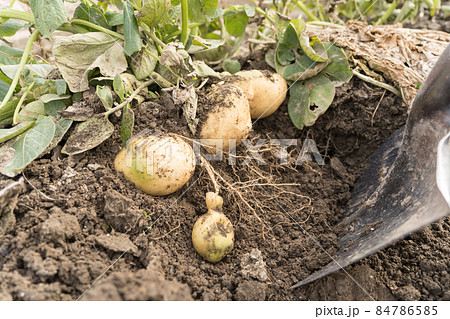 ジャガイモ掘りの写真素材