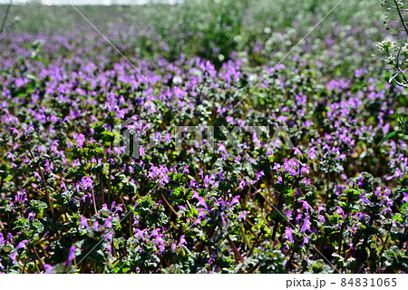 赤紫の花 雑草 植物の写真素材