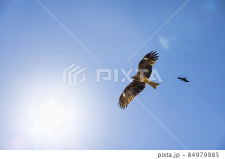 カッコイイ鳥 鳶の写真素材