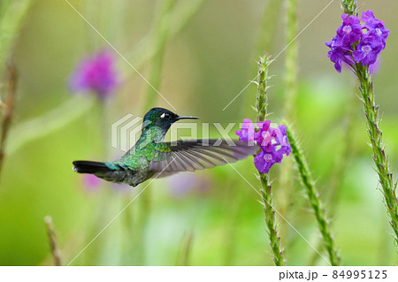 青いスミレの写真素材