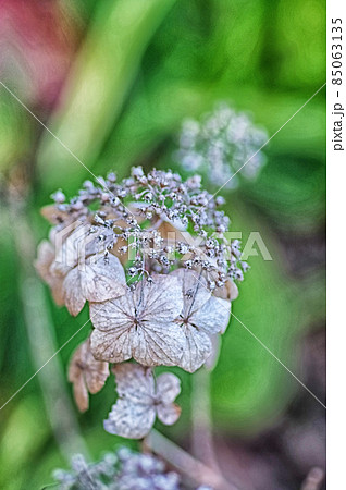 冬枯れのアジサイの写真素材